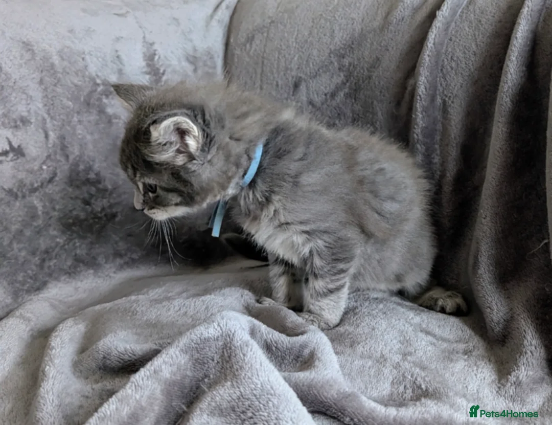 Maine Coon cats for sale: Chunky Maine Coons  - Advert 18