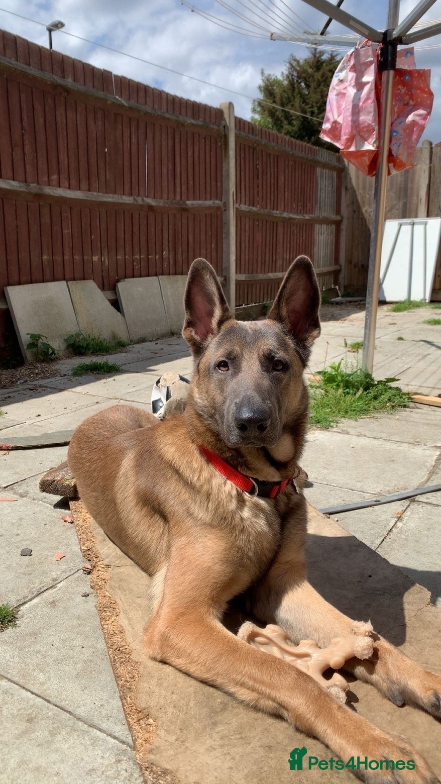 Belgian Shepherd Dog dogs Belgium shepherd dog ENZO - Advert 11