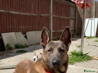 Belgian Shepherd Dog dogs Belgium shepherd dog ENZO - Advert 8