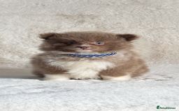 Pomsky dogs for sale: Tiny toysize Lilac Male Pomsky puppy for sale  - Image 4