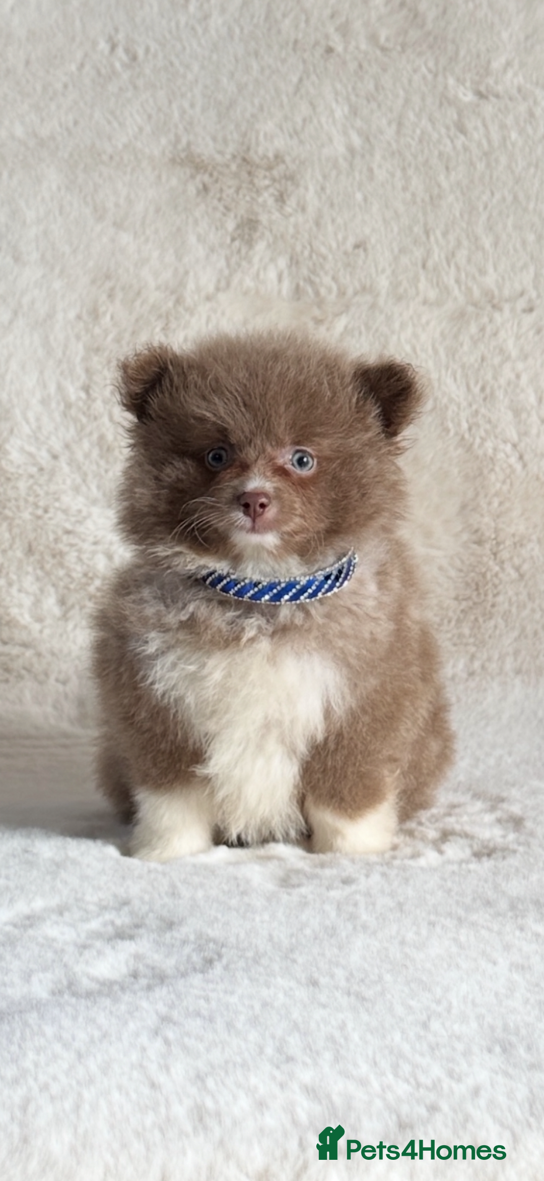 Pomsky dogs for sale: Tiny toysize Lilac Male Pomsky puppy for sale  - Image 4
