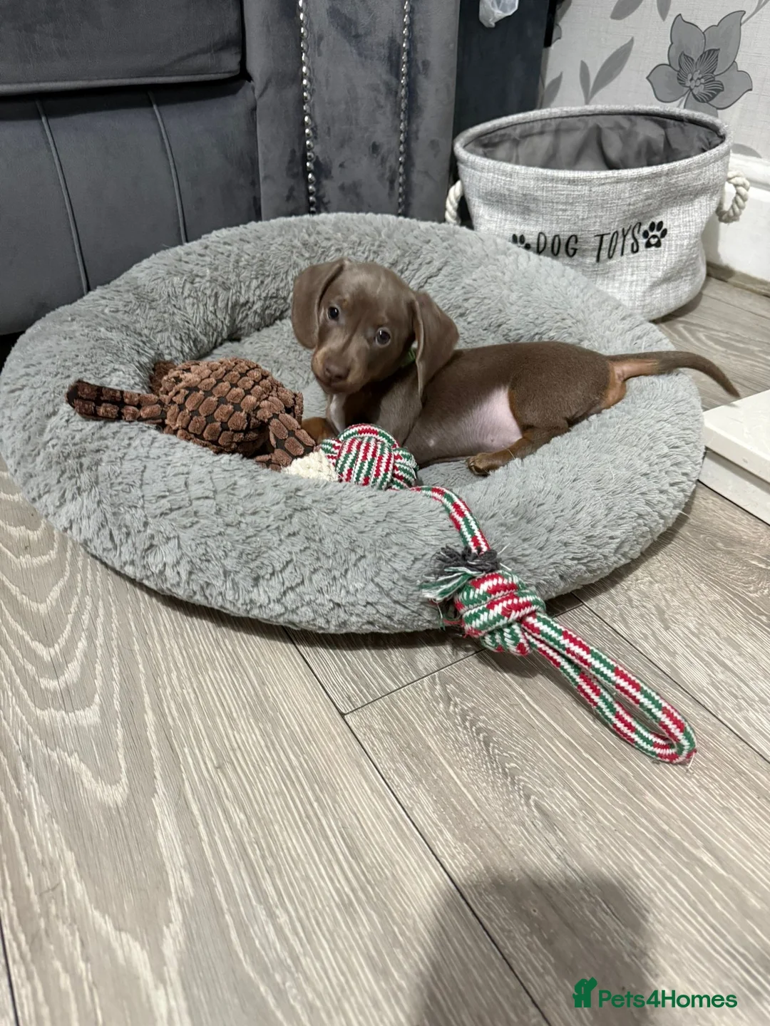 Miniature Dachshund dogs for sale: PRA Clear Miniature Dachshund Puppies  - Advert 17
