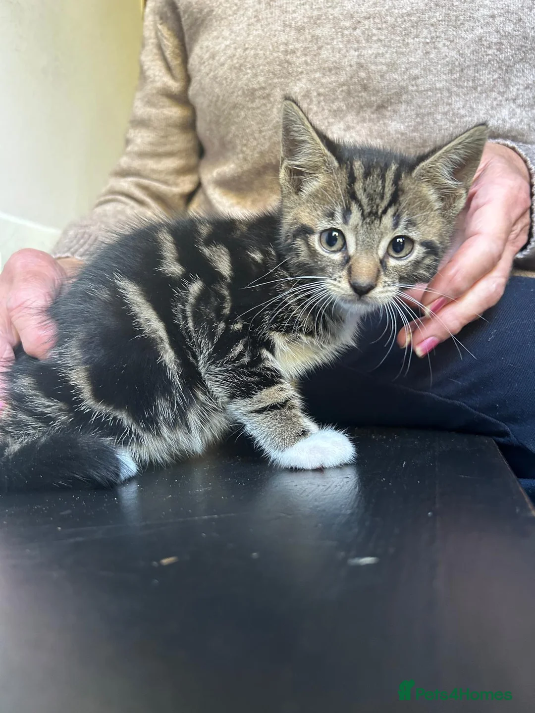 Mixed Breed cats for sale: Maine coon cross kittens - ginger, tabby and black in Ashford - Advert 14