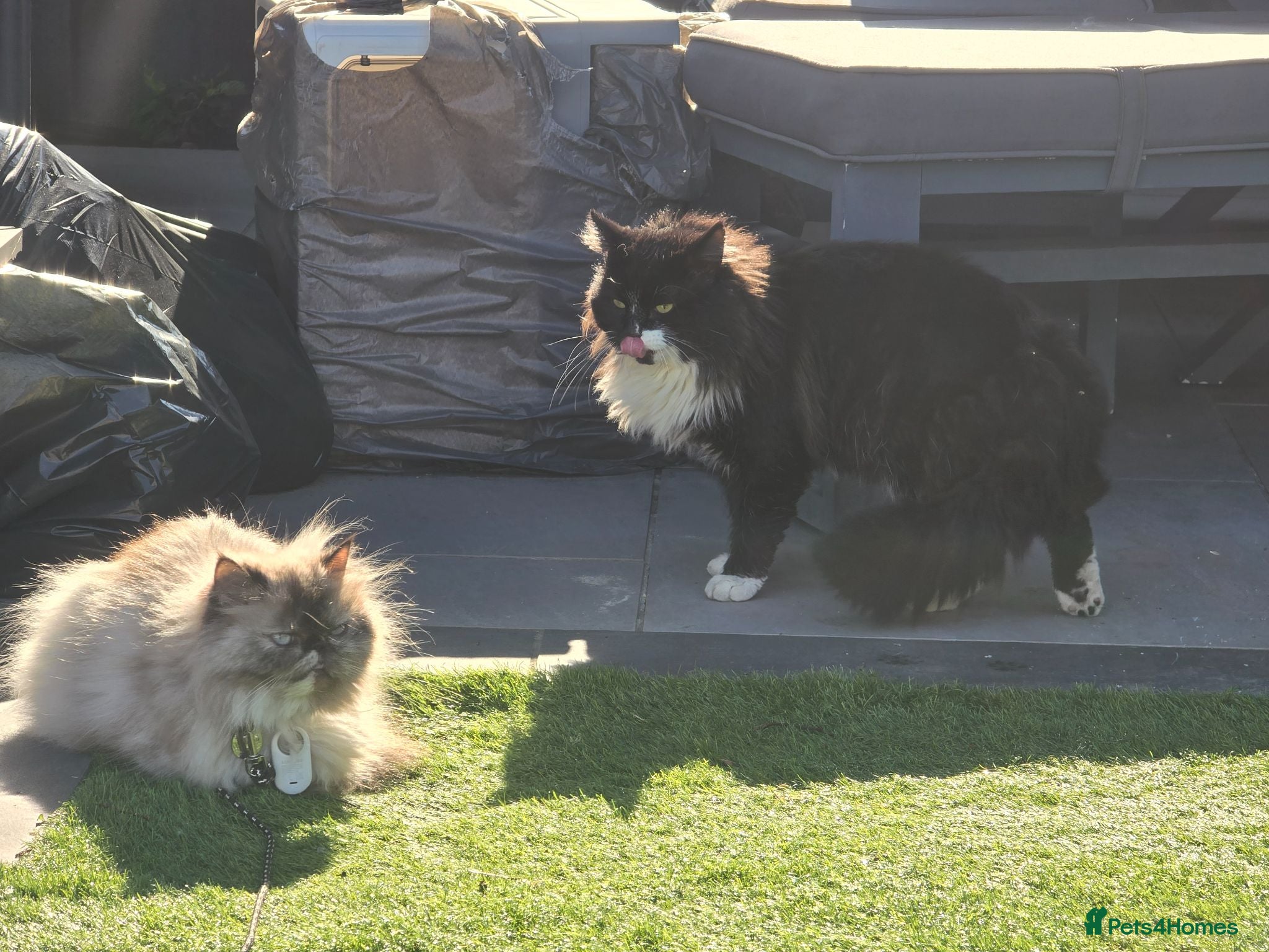 Persian cats Adorable Persian Cross Kittens Looking for home - Advert 2
