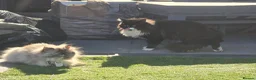 Persian cats for sale: Adorable Persian Cross Kittens Looking for home - Advert 2