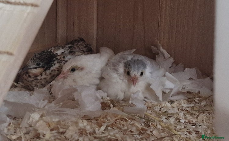 Quail poultry - Advert 1