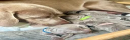 Weimaraner dogs for sale: KC registered Weimaraner Puppies  - Advert 6