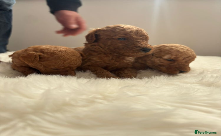 Goldendoodle dogs - Advert 2