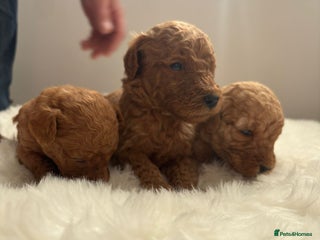 Goldendoodle dogs - Advert 2