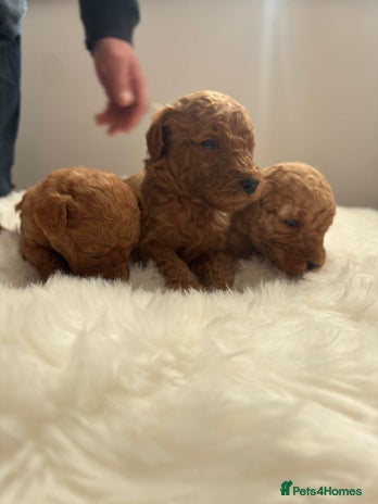 Goldendoodle dogs - Advert 3