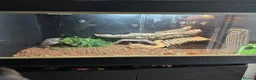 Bearded Dragon reptiles for sale: 2 year old bearded dragon with full set up - Advert 2