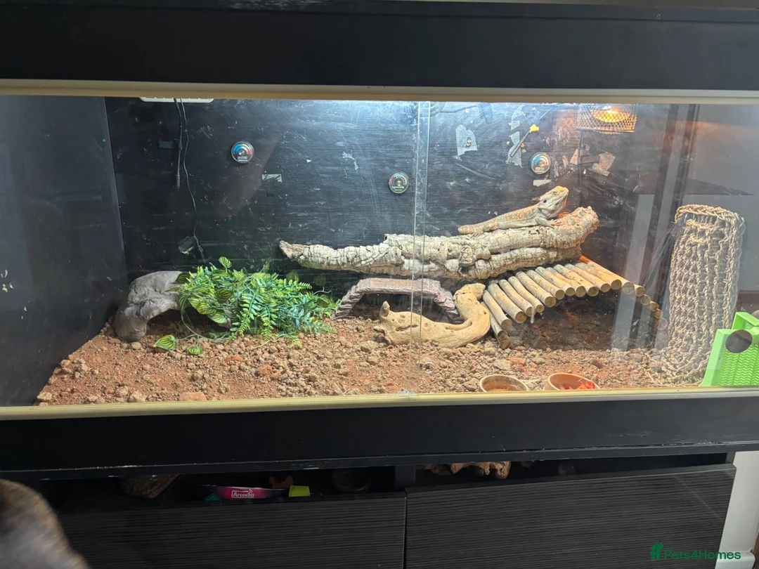 Bearded Dragon reptiles for sale: 2 year old bearded dragon with full set up - Advert 2