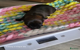 Chihuahua dogs for stud: Proven Lilac KC registered chihuahua for stud  in Liverpool - Image 24