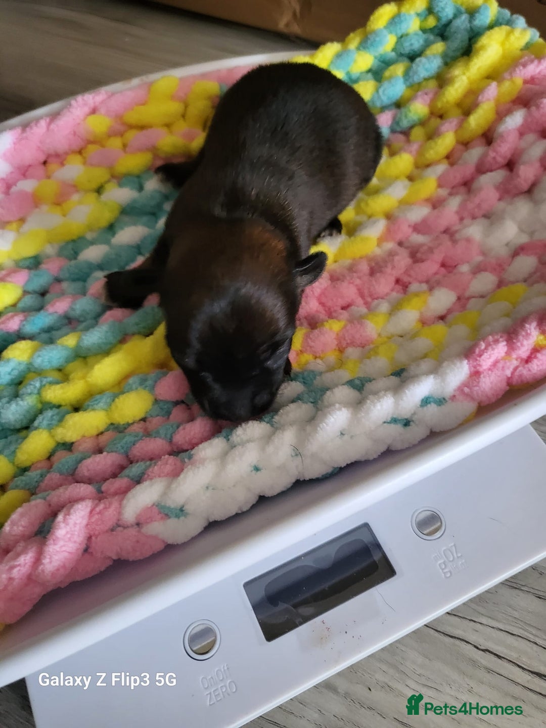 Chihuahua dogs for stud: Proven Lilac KC registered chihuahua for stud  in Liverpool - Image 24