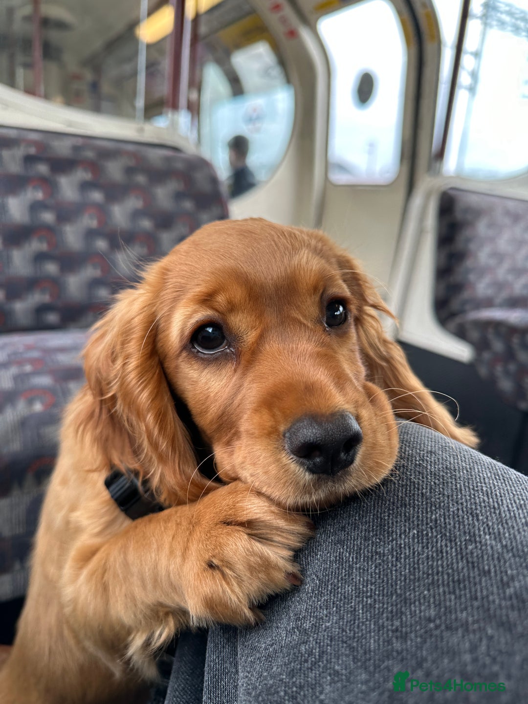 Cocker Spaniel dogs for sale: Pedigree Cocker Spaniel Puppies - Due Sept - Image 6