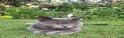 British Shorthair cats for sale: Last beautiful female ready for forever home - Advert 3