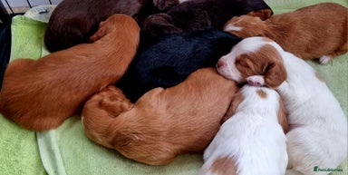 Cocker Spaniel dogs (Only 1 left) Working Cocker Spaniel Pups F1B - Advert 12