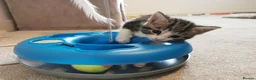 Mixed Breed cats for sale: Extra-cuddly, hand-reared, vet checked kittens  - Advert 20
