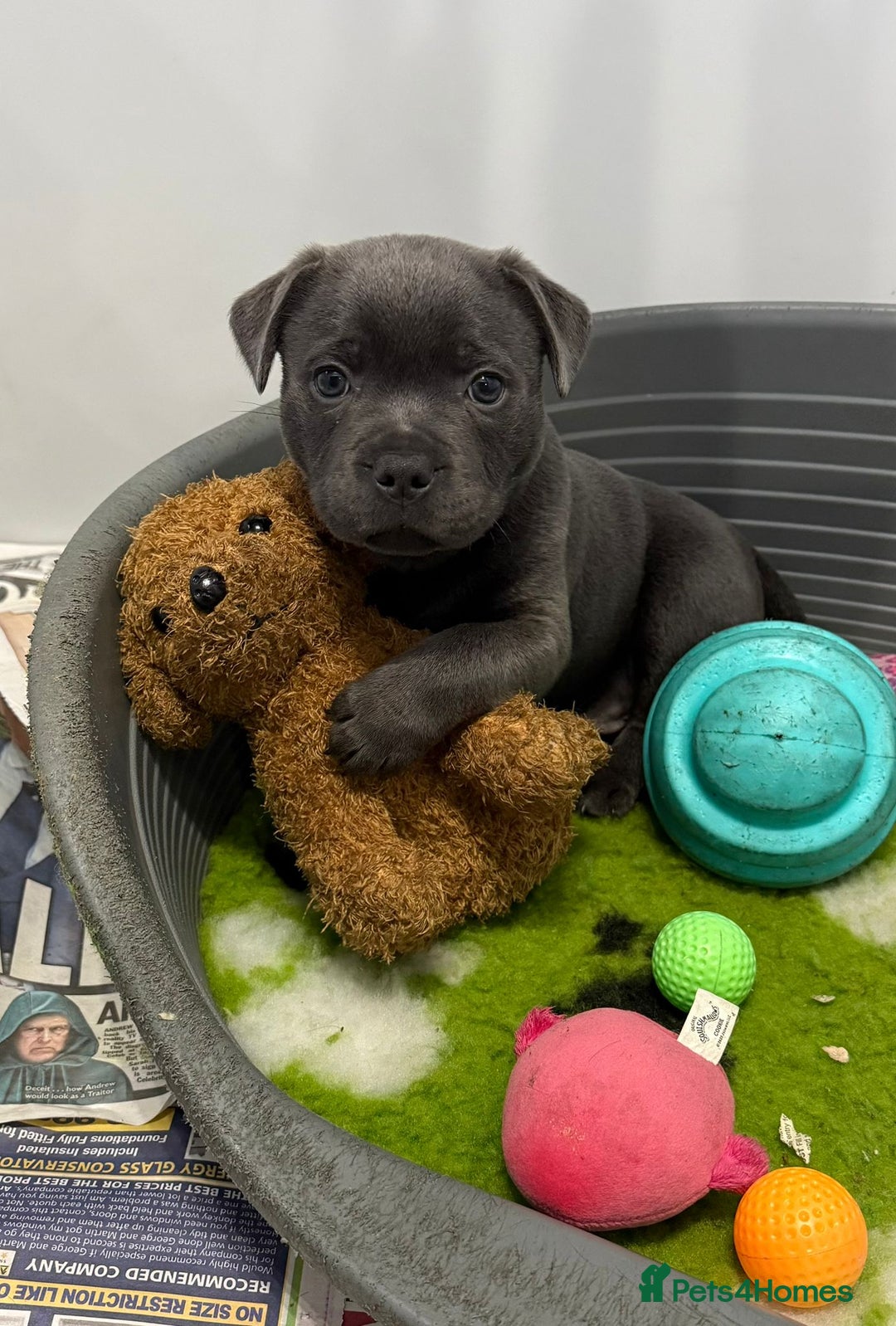 Staffordshire Bull Terrier dogs for stud: The one, the only.....Mr 'T'     (Blue🧬) - Advert 15
