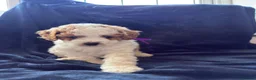 Cavapoo dogs for sale: Available TODAY ❤️ F1b Cavapoo Puppies  - Advert 6