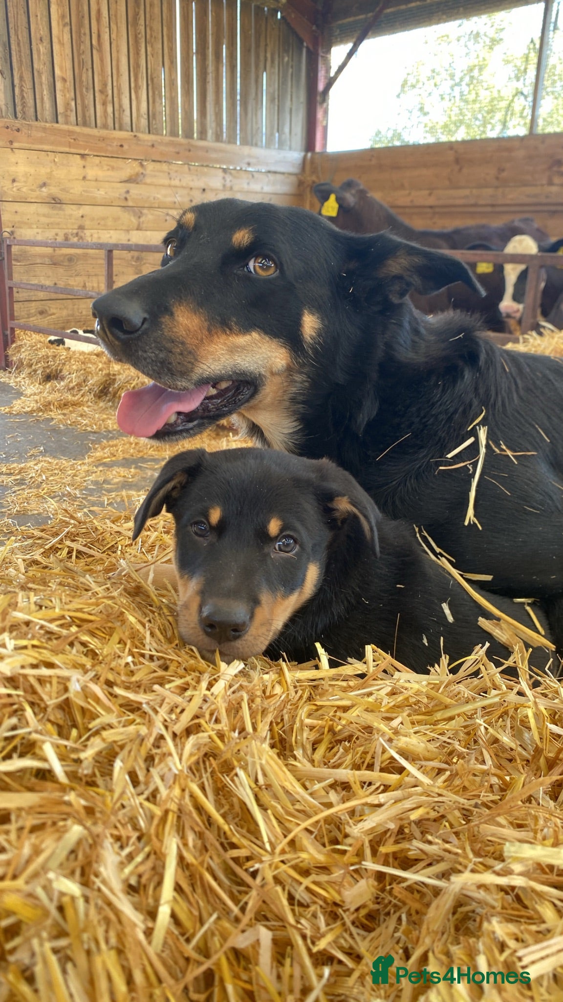Australian Kelpie dogs Kelpie pups  - Advert 2