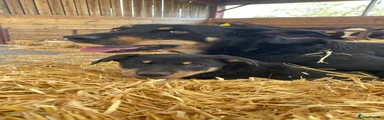 Australian Kelpie 2