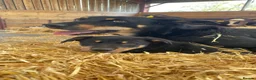 Australian Kelpie dogs for sale: Kelpie pups  in Cheddar - Advert 2