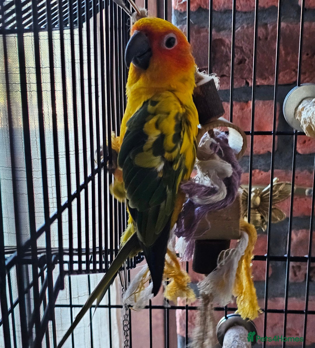 Conures birds for sale: Very sweet tame sun conure  - Image 7