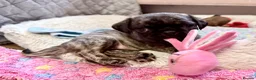 Pug dogs for sale: Adorable one of a kind. loving KCreg PUG puppies  - Advert 4