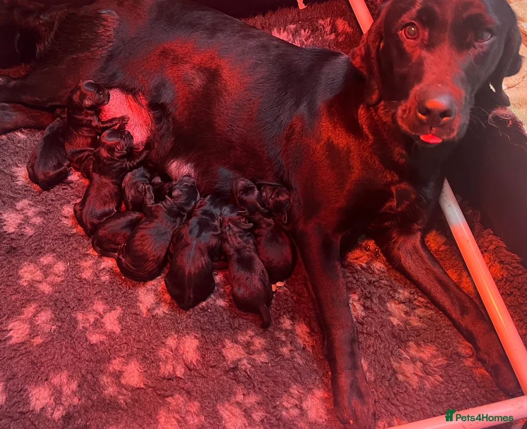 Labrador Retriever dogs for sale: KC black Labradors  - Advert 16