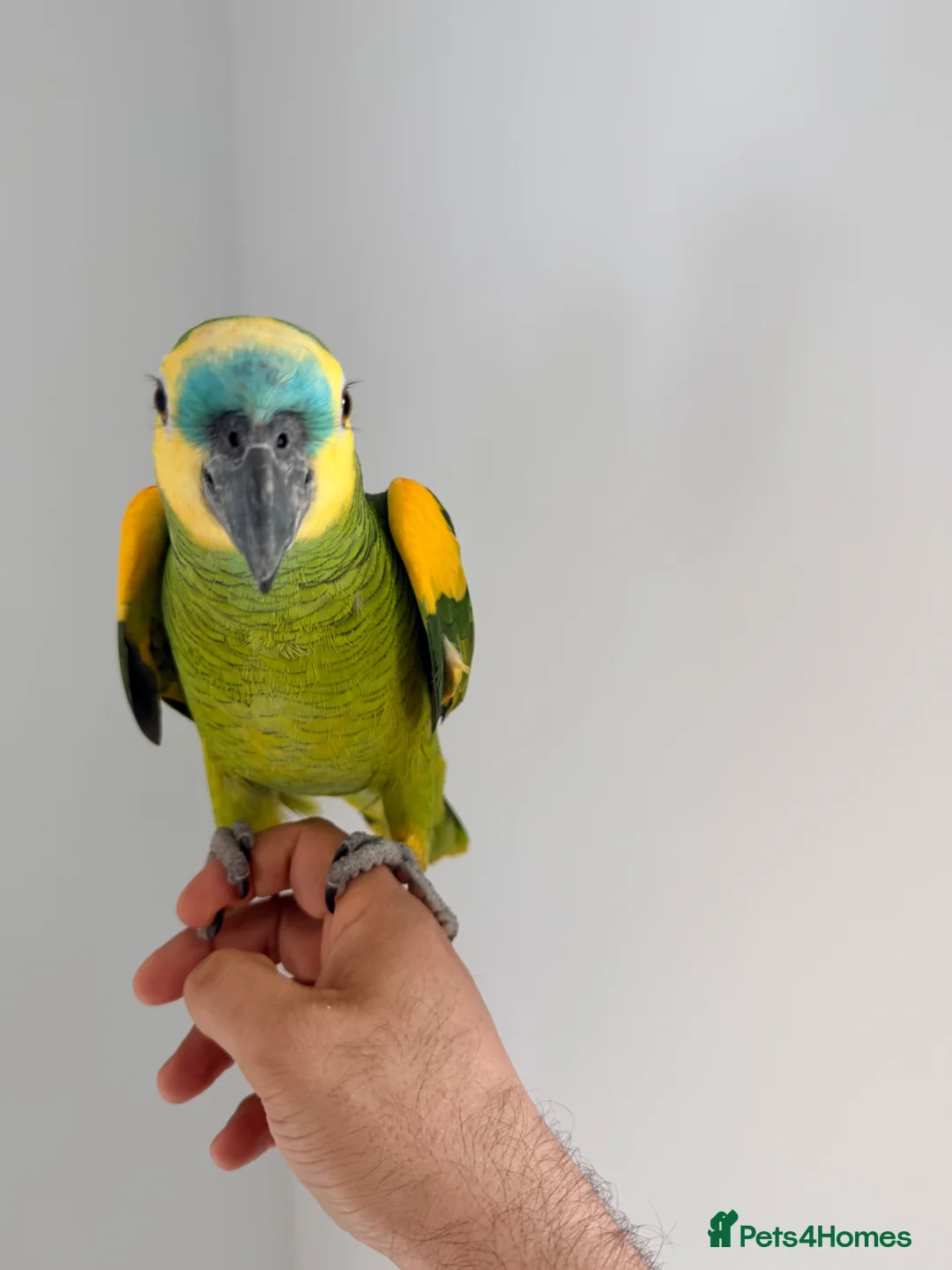 Parrots birds for sale: Blue fronted Amazon parrot fully tamed and talking in Colchester - Advert 1