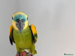 Parrots birds Blue fronted Amazon parrot fully tamed and talking - Advert 1
