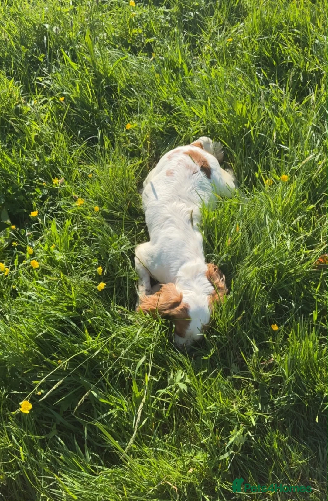 Cocker Spaniel dogs for sale: Worker Cocker Spaniel Puppies  in Cullompton - Advert 12