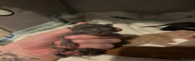 Mixed Breed 3