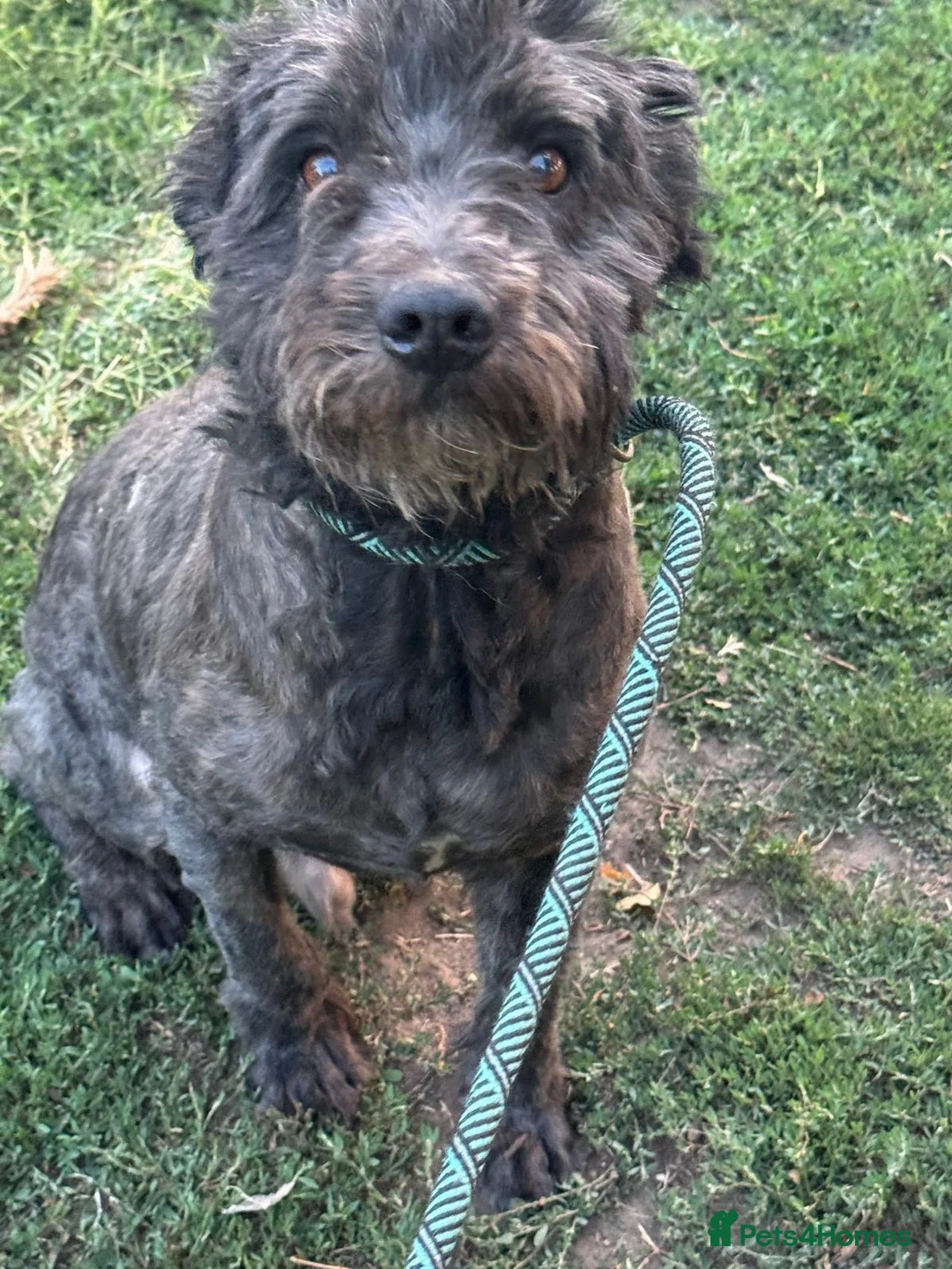 Mixed Breed dogs for adoption: Darling Bobby needs to be loved! - Advert 10