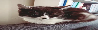 Domestic Shorthair 1