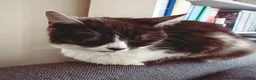 Domestic Shorthair cats for sale: Female 5 year old cat looking for loving home - Advert 2