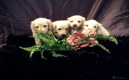 Miniature Dachshund dogs for sale: English Cream miniature dachshund  - Advert 28