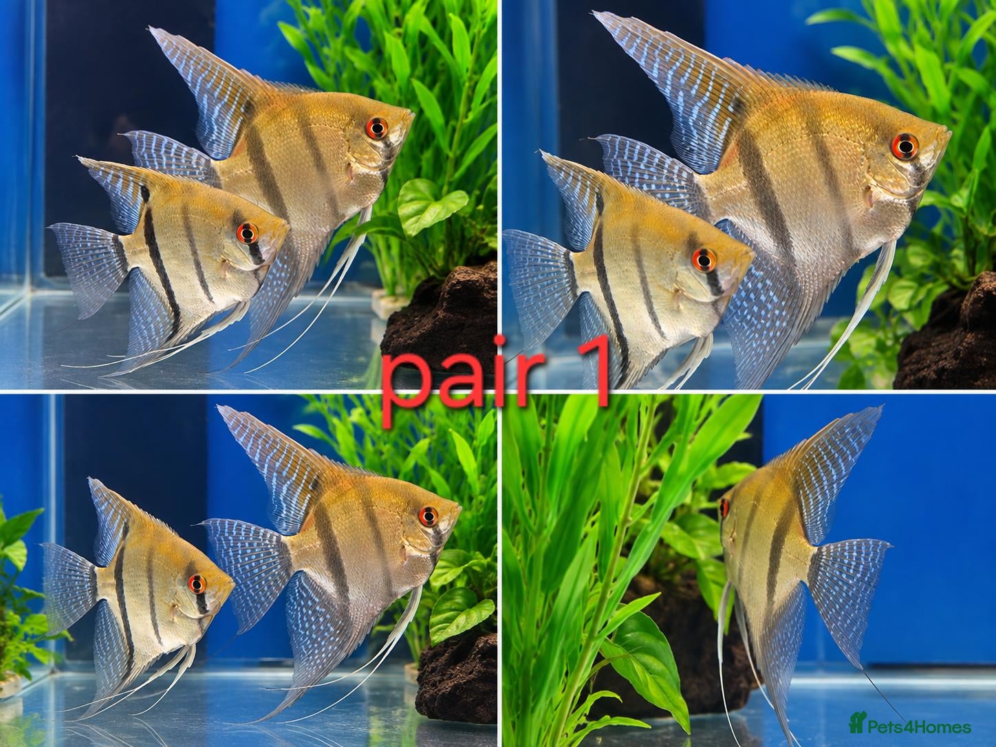 Angelfish fish Breeding pairs angelfish  - Advert 2