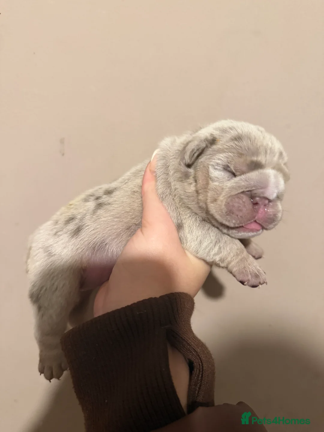 English Bulldog dogs for sale: ENGLISH BULLDOG PUPs FOR SALE🖤 - Advert 2
