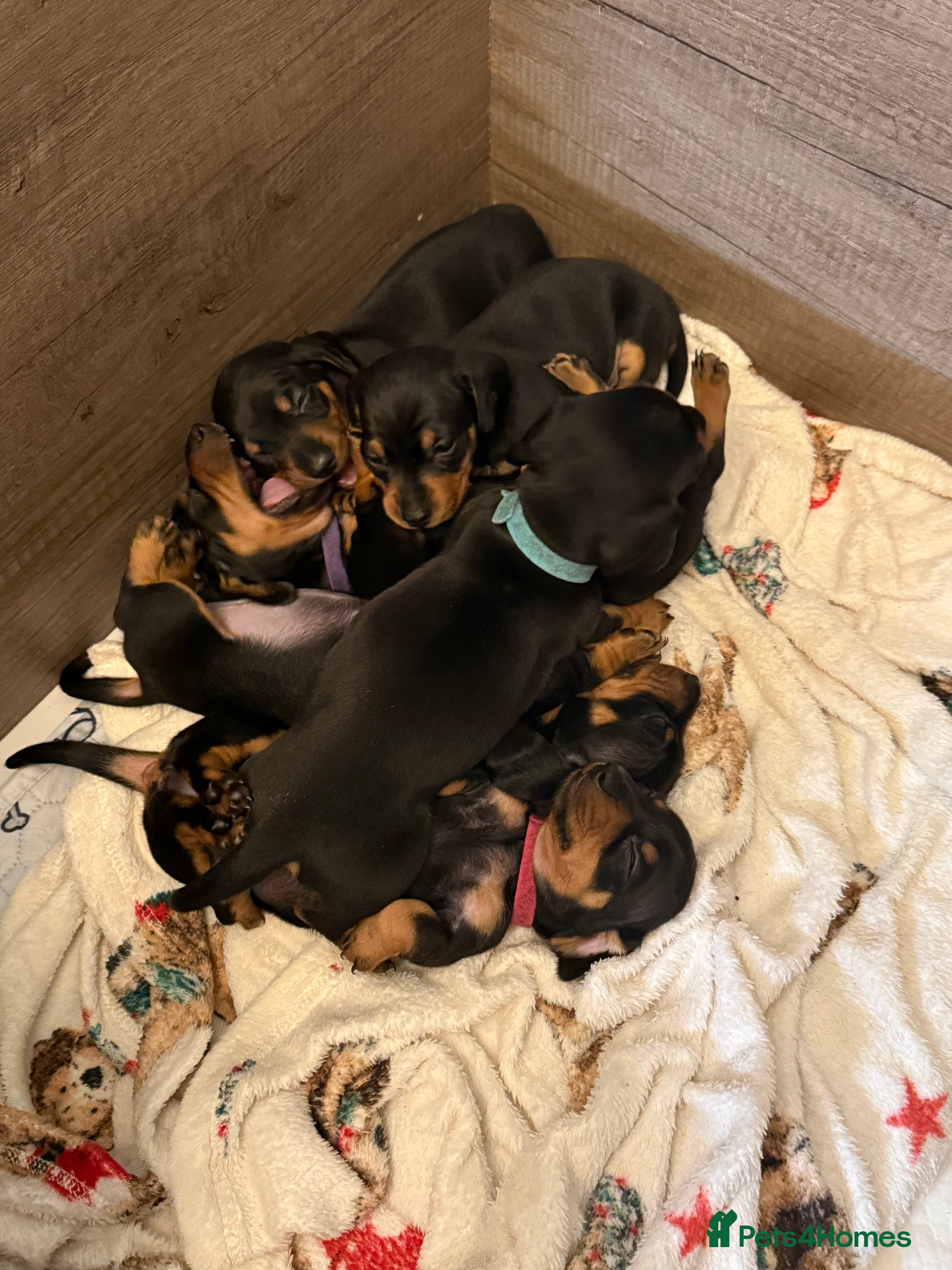 Miniature Dachshund dogs Black and Tan Miniature Dachshund Puppies  - Advert 2