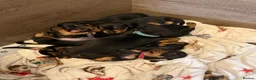 Miniature Dachshund dogs for sale: Black and Tan Miniature Dachshund Puppies  - Advert 3