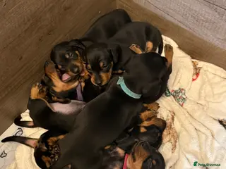 Miniature Dachshund dogs Black and Tan Miniature Dachshund Puppies - Advert 3