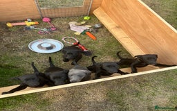 Whippet dogs for sale: 🐾 KC Registered Black Whippet Puppies 🐾 - Image 4