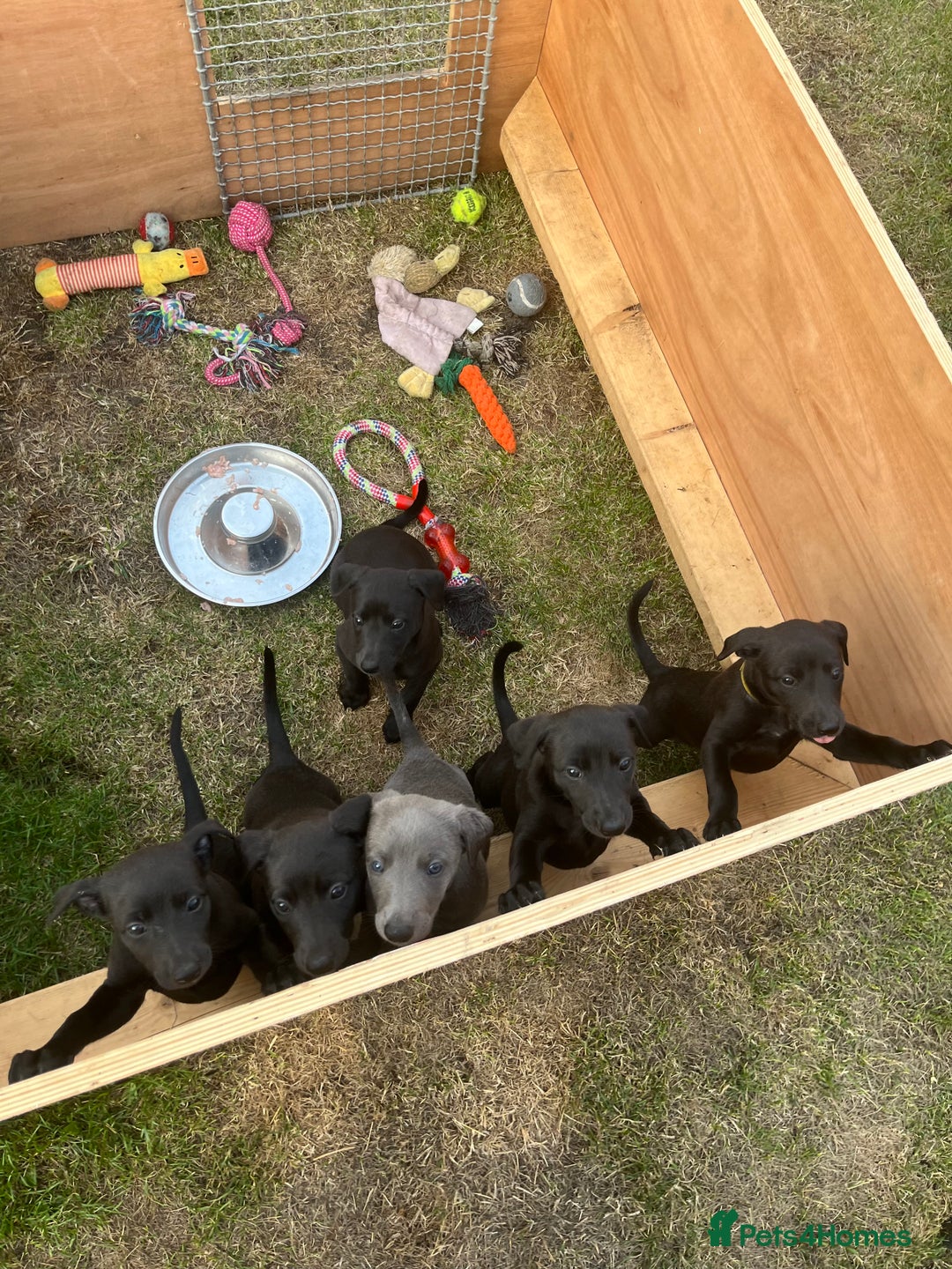 Whippet dogs for sale: 🐾 KC Registered Black Whippet Puppies 🐾 - Image 4