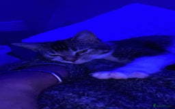 American Shorthair cats for sale: Cat for sale - Image 5