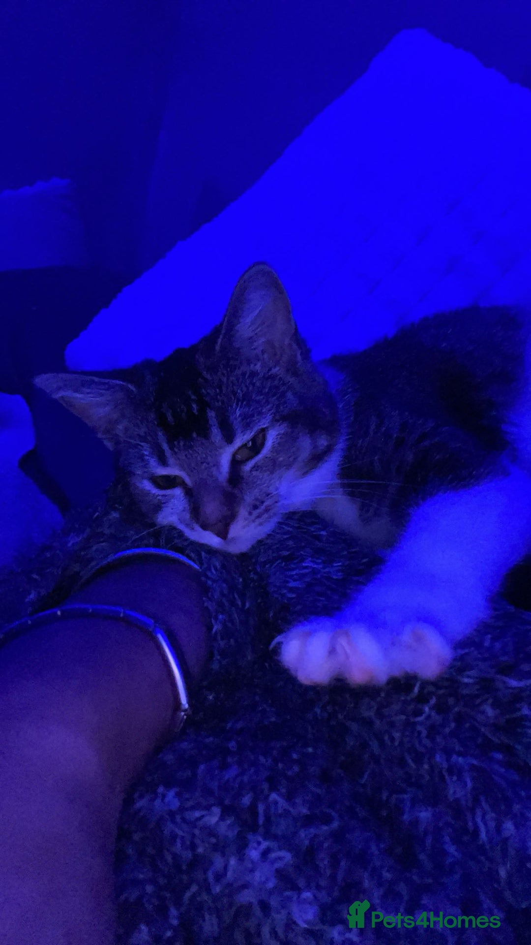 American Shorthair cats for sale: Cat for sale - Image 5