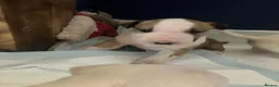 English Bull Terrier dogs for sale: 4 x kc registered English Bull Terriers  - Advert 13