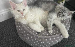 Maine Coon cats for sale: Main Coon kittens for sale - Image 20