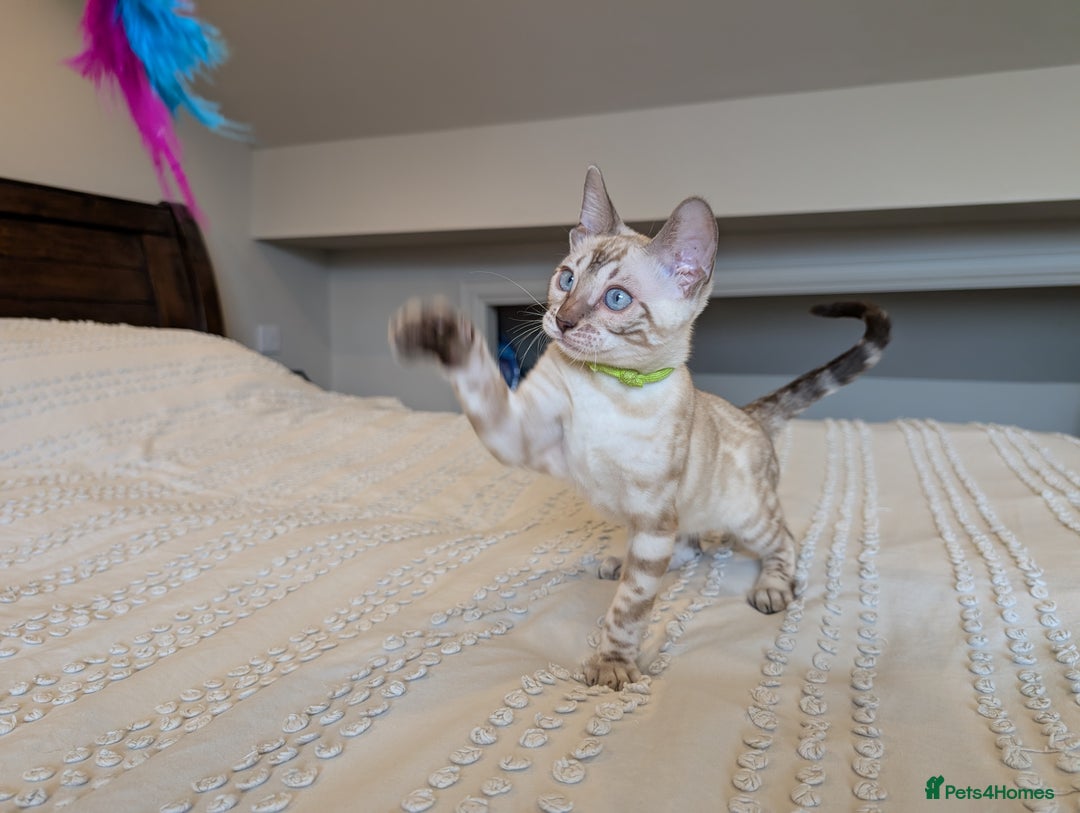 Bengal cats for sale: 🤍🖤🩶 Bengal Kittens 🩶🖤🤍 in Barnoldswick - Image 32